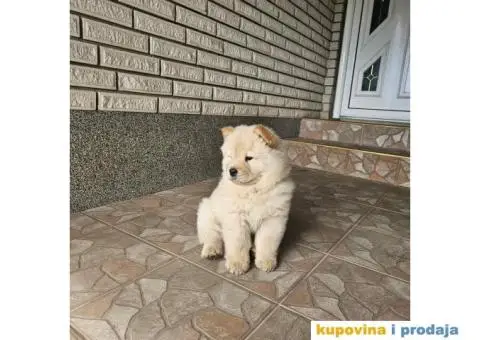 Chow Chow muzjaci - 2/5