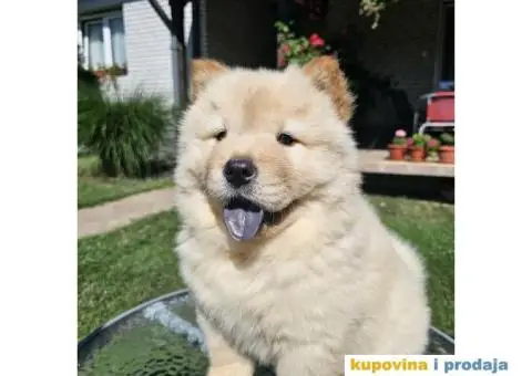 Chow Chow muzjaci - 3/5