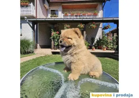 Chow Chow muzjaci - 4/5