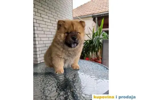 Chow Chow muzjaci - 5/5