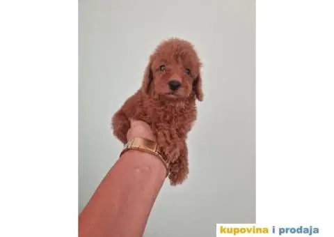 Toy pudle, stenci sa slika spremni za preuzimanje - 1/4