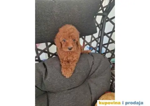 Toy pudle, stenci sa slika spremni za preuzimanje - 2/4