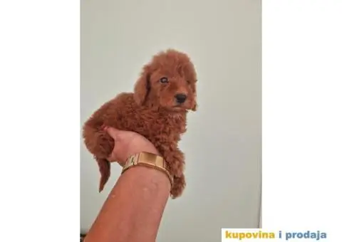 Toy pudle, stenci sa slika spremni za preuzimanje - 3/4