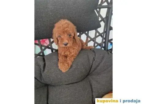 Toy pudle, stenci sa slika spremni za preuzimanje - 4/4