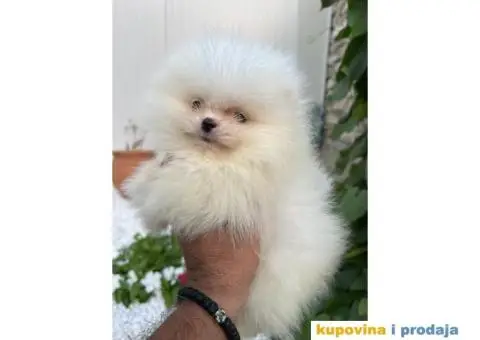 Pomeranac stenci - 1/5