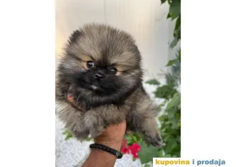 Pomeranac stenci - 2/5