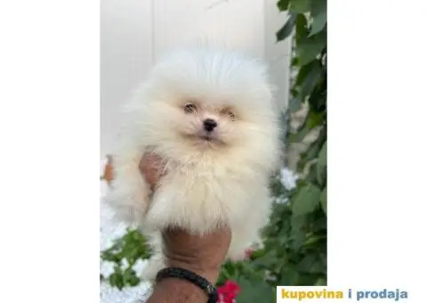 Pomeranac stenci - 3/5