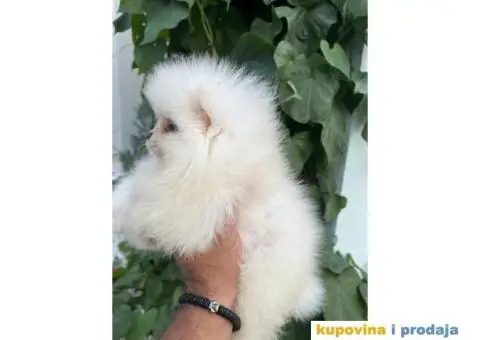 Pomeranac stenci - 4/5