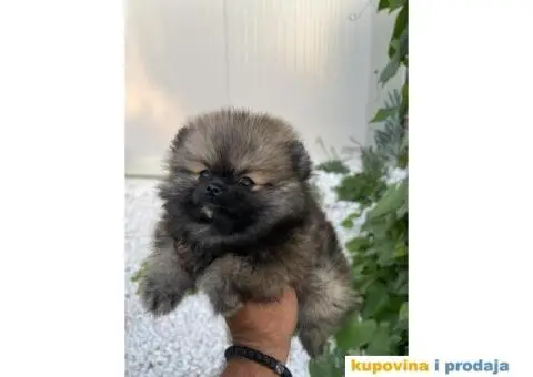 Pomeranac stenci - 5/5