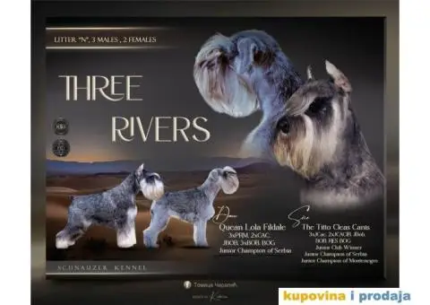 Patuljasti snaucer - 1/5