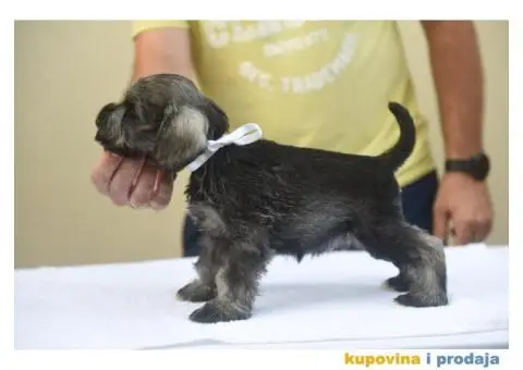 Patuljasti snaucer - 2/5