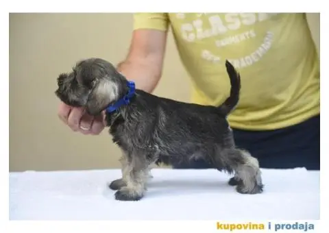 Patuljasti snaucer - 4/5