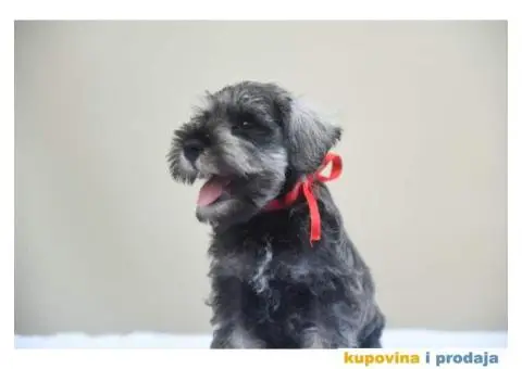 Patuljasti snaucer - 5/5