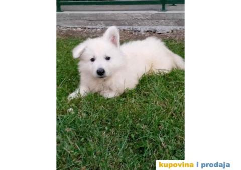 Na prodaju stenci belog svajcarskog ovcara oba pola - 2/13