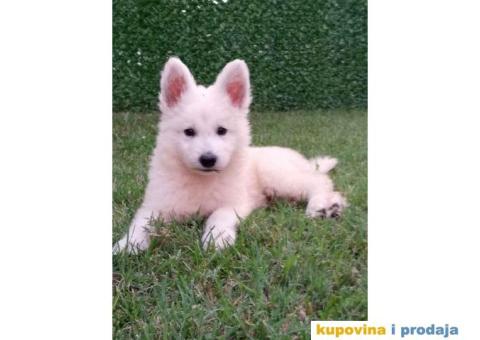 Na prodaju stenci belog svajcarskog ovcara oba pola - 3/13