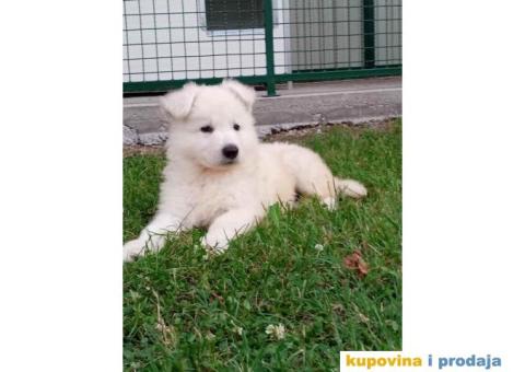 Na prodaju stenci belog svajcarskog ovcara oba pola - 4/13