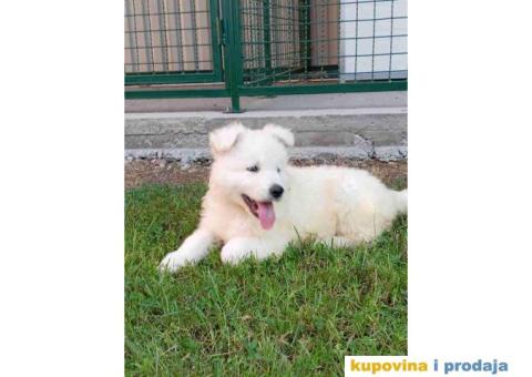 Na prodaju stenci belog svajcarskog ovcara oba pola - 6/13