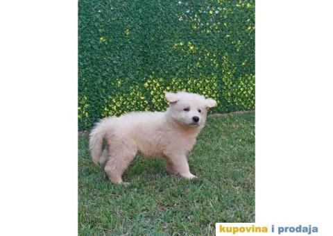 Na prodaju stenci belog svajcarskog ovcara oba pola - 7/13