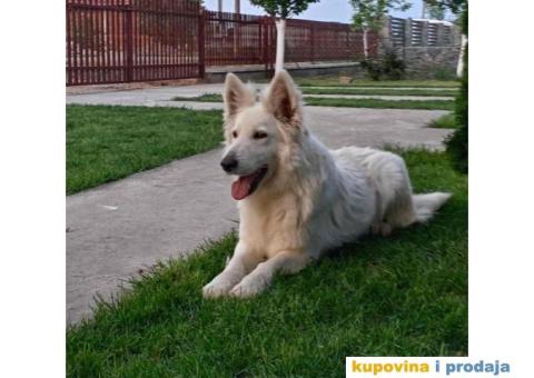 Na prodaju stenci belog svajcarskog ovcara oba pola - 8/13