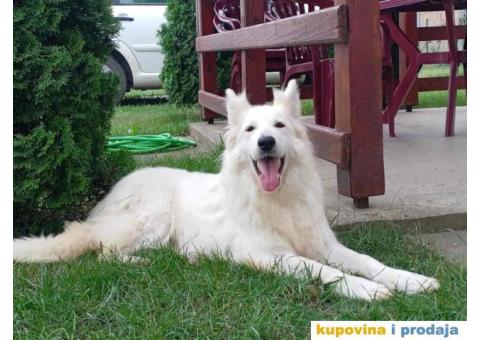 Na prodaju stenci belog svajcarskog ovcara oba pola - 10/13
