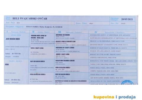 Na prodaju stenci belog svajcarskog ovcara oba pola - 12/13