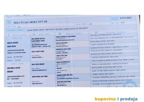 Na prodaju stenci belog svajcarskog ovcara oba pola - 13/13