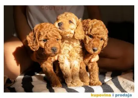 Crvene patuljaste pudle - 1/8