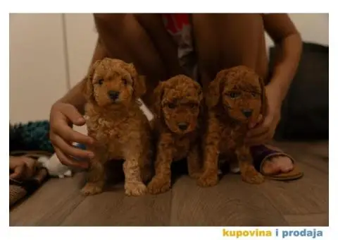 Crvene patuljaste pudle - 2/8