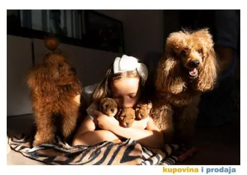 Crvene patuljaste pudle - 3/8