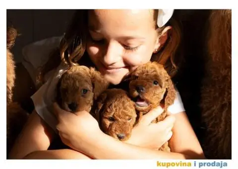 Crvene patuljaste pudle - 4/8