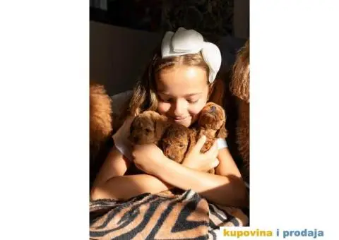 Crvene patuljaste pudle - 5/8