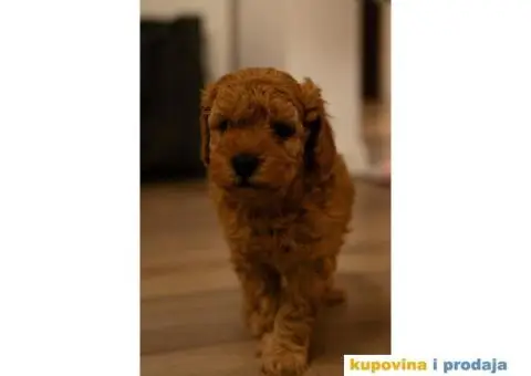 Crvene patuljaste pudle - 6/8