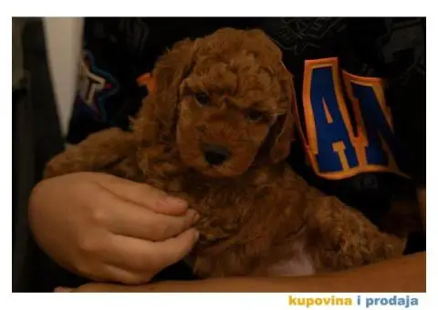 Crvene patuljaste pudle - 7/8