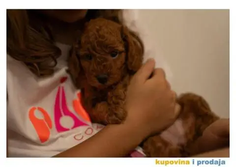 Crvene patuljaste pudle - 8/8