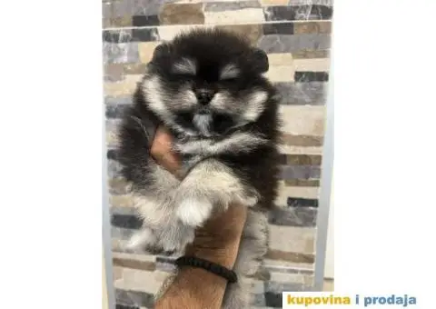 Pomeranci od uvezenih roditelja - 1/4