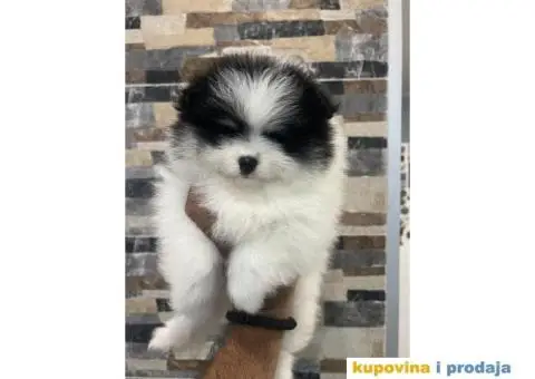 Pomeranci od uvezenih roditelja - 2/4