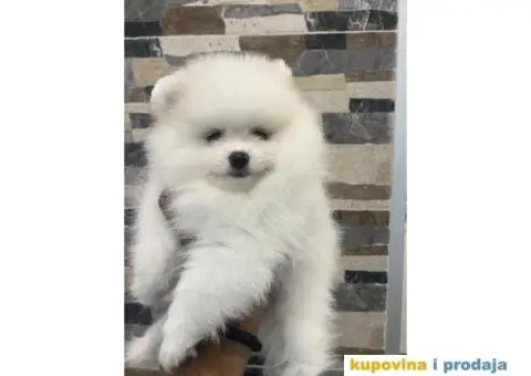 Pomeranci od uvezenih roditelja - 3/4