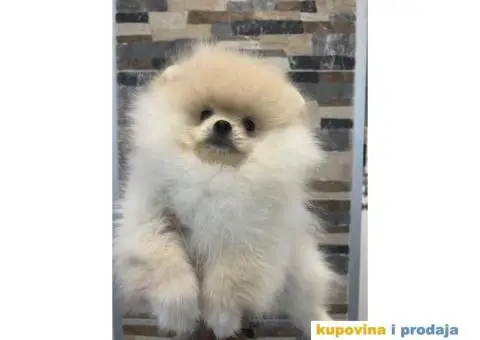 Pomeranci od uvezenih roditelja - 4/4