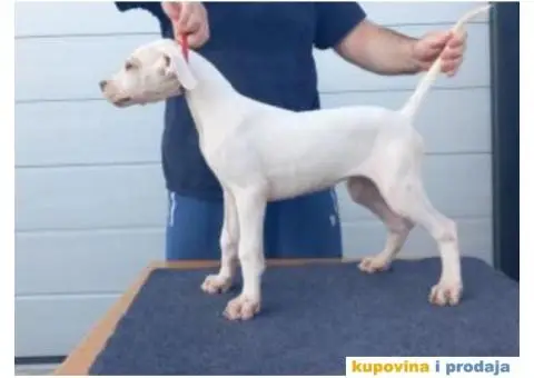 Na prodaju stenci Dogo Argentino - 2/8