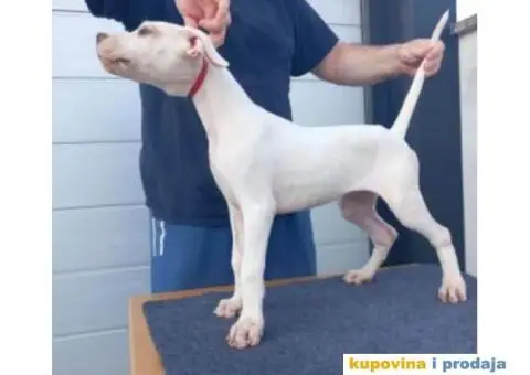 Na prodaju stenci Dogo Argentino - 3/8