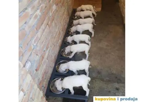 Na prodaju stenci Dogo Argentino - 4/8