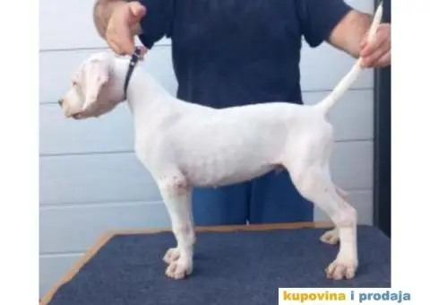 Na prodaju stenci Dogo Argentino - 5/8