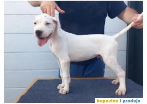 Na prodaju stenci Dogo Argentino - 6/8