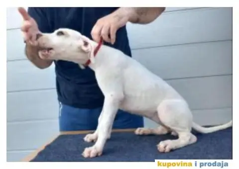 Na prodaju stenci Dogo Argentino - 7/8