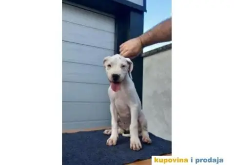 Na prodaju stenci Dogo Argentino - 8/8
