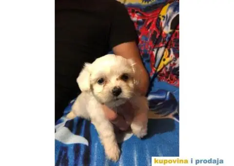 Maltezer stenci - 1/4