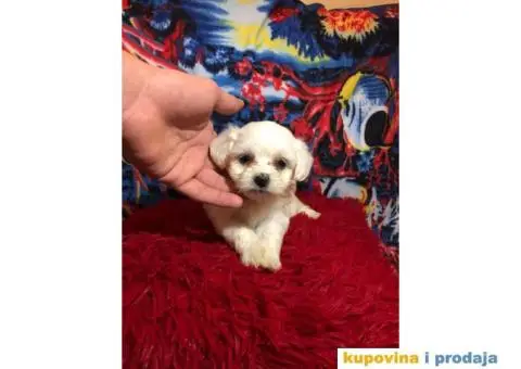 Maltezer stenci - 2/4