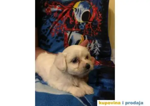 Maltezer stenci - 3/4