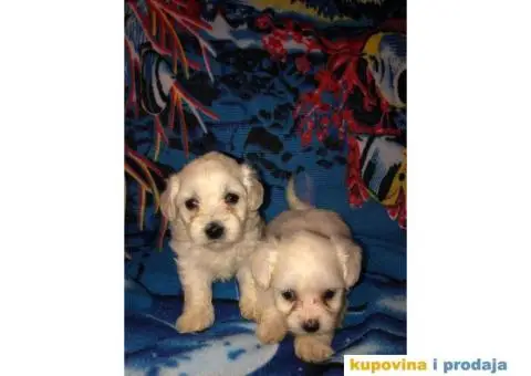 Maltezer stenci - 4/4