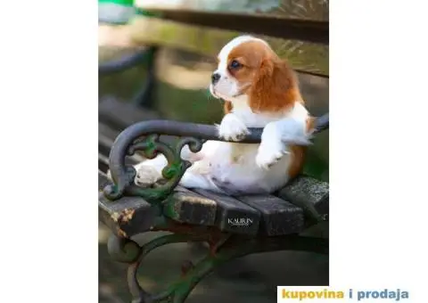 Kavalir king carls spanijel stenci - 1/7